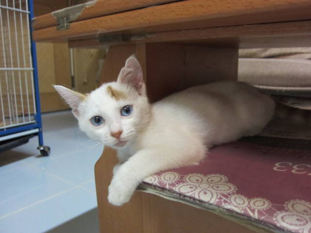 怎么才能养好多只猫 4582746-307.jpg