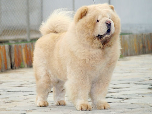 松狮狗 松狮狗