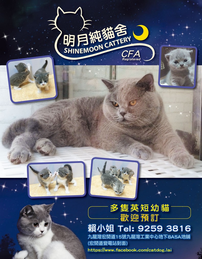 阴純貓舍。 INEMOON CATTERY CFA Registered 多隻英短幼貓 歡迎預訂 賴小姐Tel: 9259 3816 九龍灣宏開道15號九龍灣工業中心地下8ASA地舖 (宏開道變電站對面) https://www.facebook.com/catdog.lai,cat,fauna,mammal,small to medium sized cats,cat like mammal