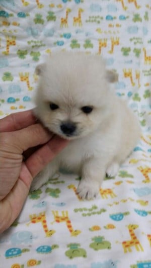 dog,dog like mammal,dog breed,pomeranian,mammal