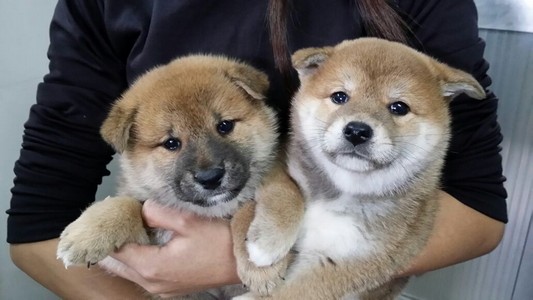 dog,dog like mammal,dog breed,mammal,dog breed group