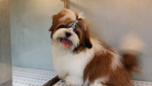 dog,dog like mammal,dog breed,vertebrate,shih tzu