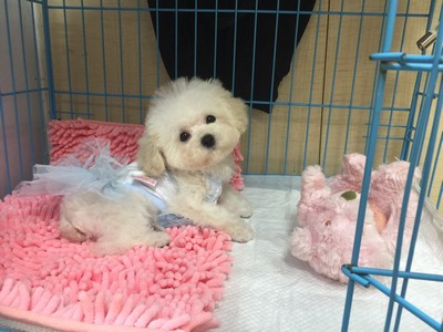 dog like mammal,dog,dog breed,maltese,dog breed group