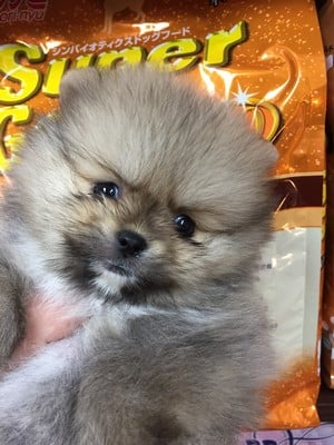 グフード,dog,dog like mammal,pomeranian,dog breed,german spitz klein