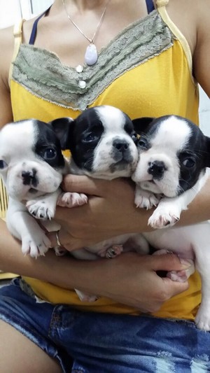 dog,dog like mammal,boston terrier,dog breed,mammal