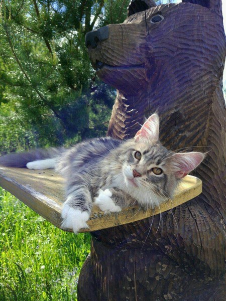 cat,small to medium sized cats,fauna,whiskers,cat like mammal