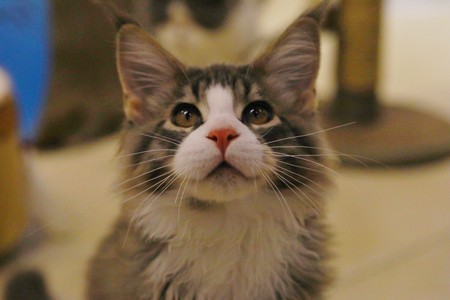 cat,whiskers,small to medium sized cats,cat like mammal,fauna