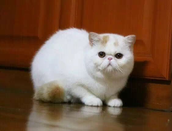 cat,small to medium sized cats,mammal,cat like mammal,vertebrate
