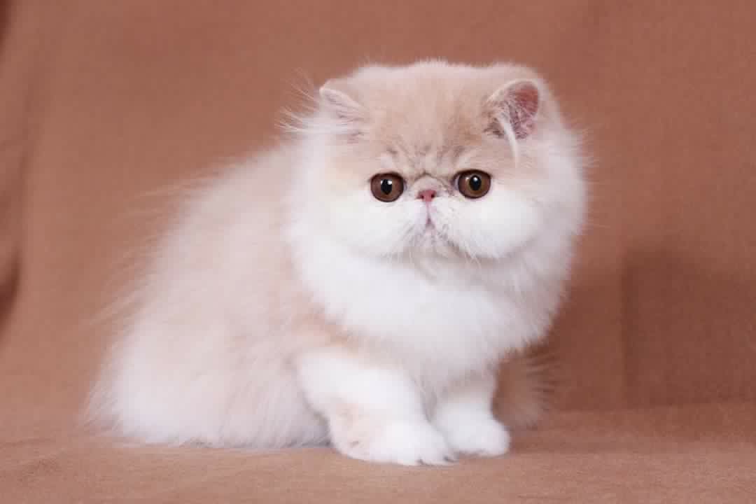 cat,mammal,small to medium sized cats,cat like mammal,vertebrate