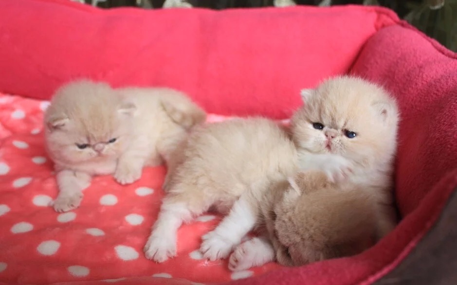 cat,mammal,small to medium sized cats,cat like mammal,vertebrate