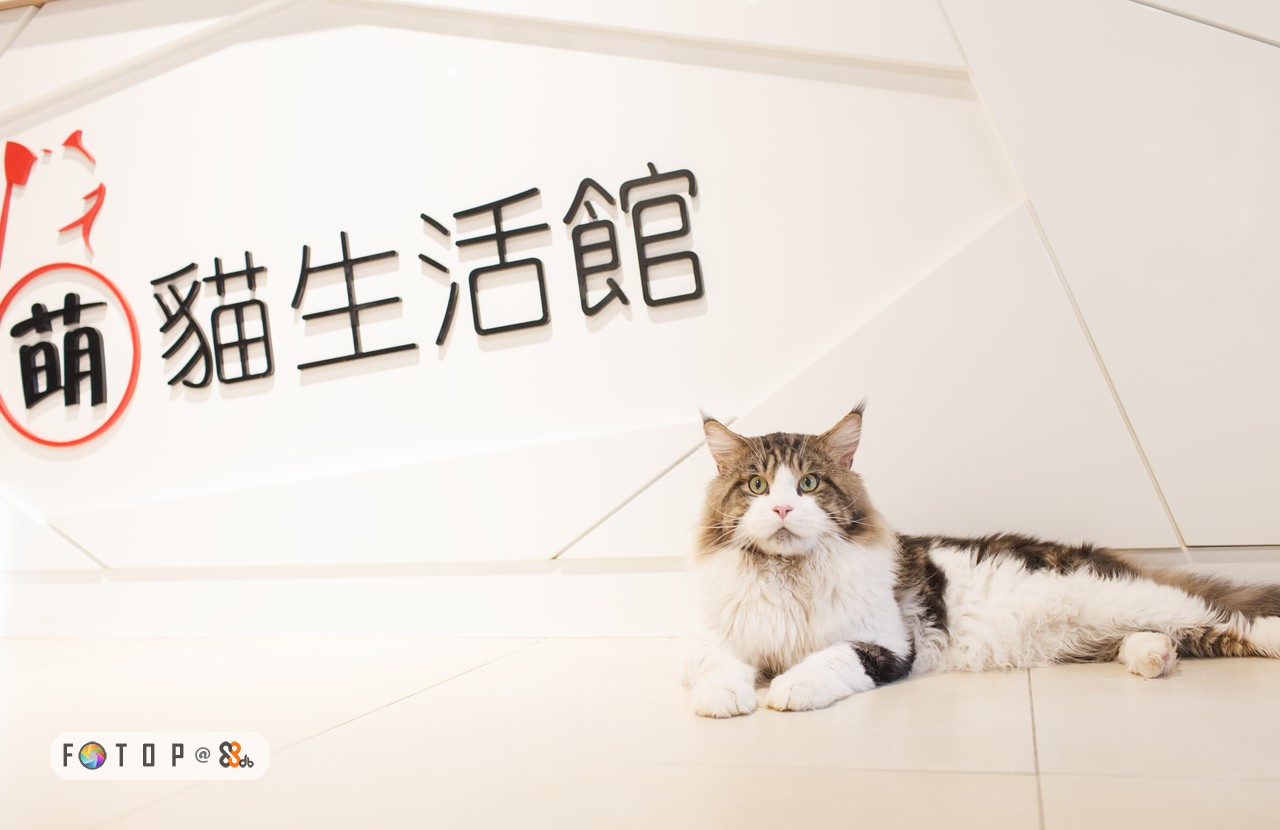 萌猫生活馆 fot o p @ &,cat,small to medium sized cats,cat like