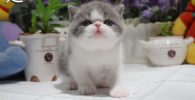 cat,small to medium sized cats,mammal,cat like mammal,vertebrate