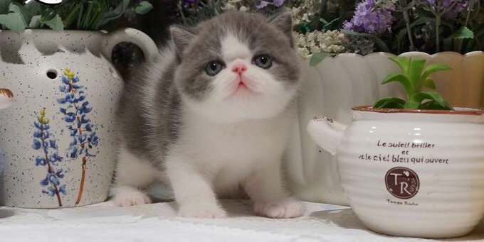 Le suleif briller et tle cie! bleu qui ouvert,cat,small to medium sized cats,mammal,cat like mammal,vertebrate