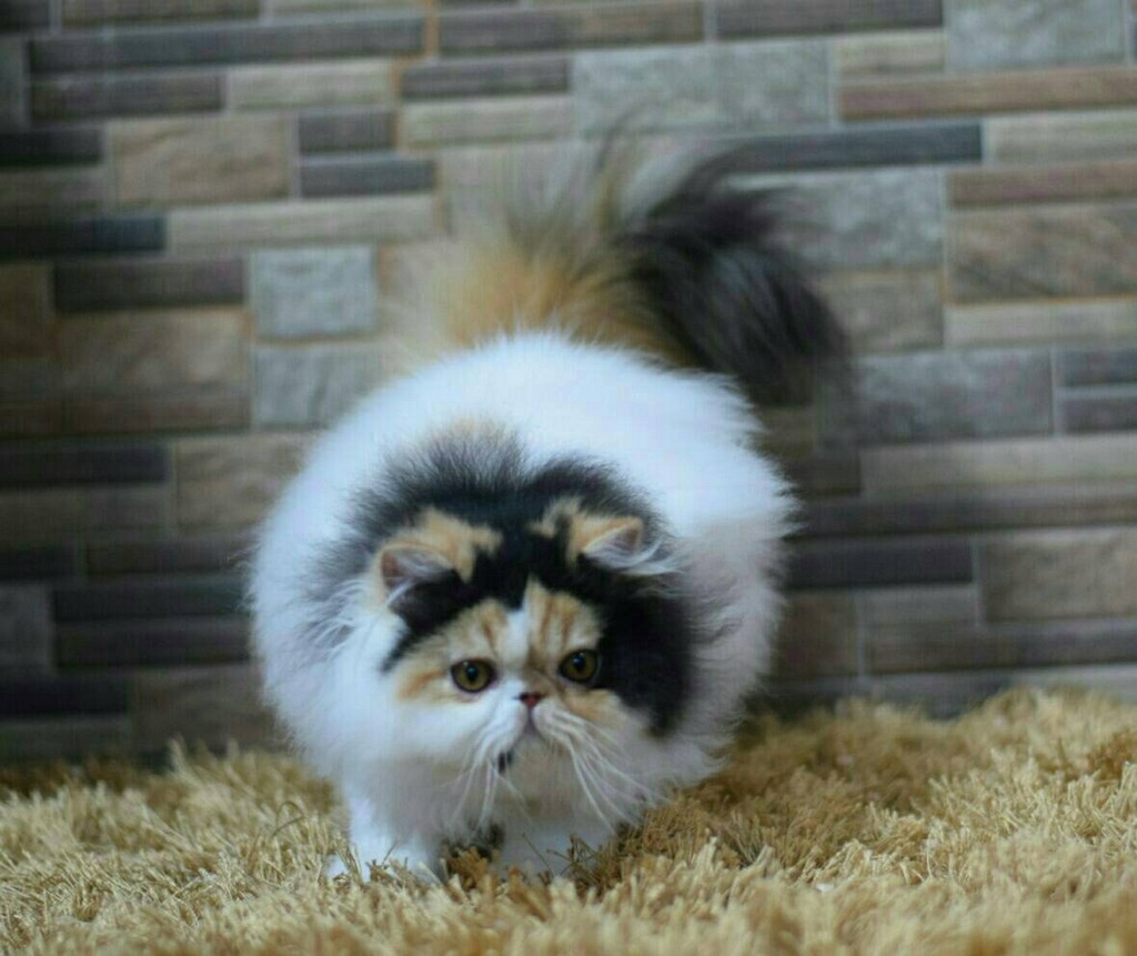 cat,small to medium sized cats,cat like mammal,whiskers,persian