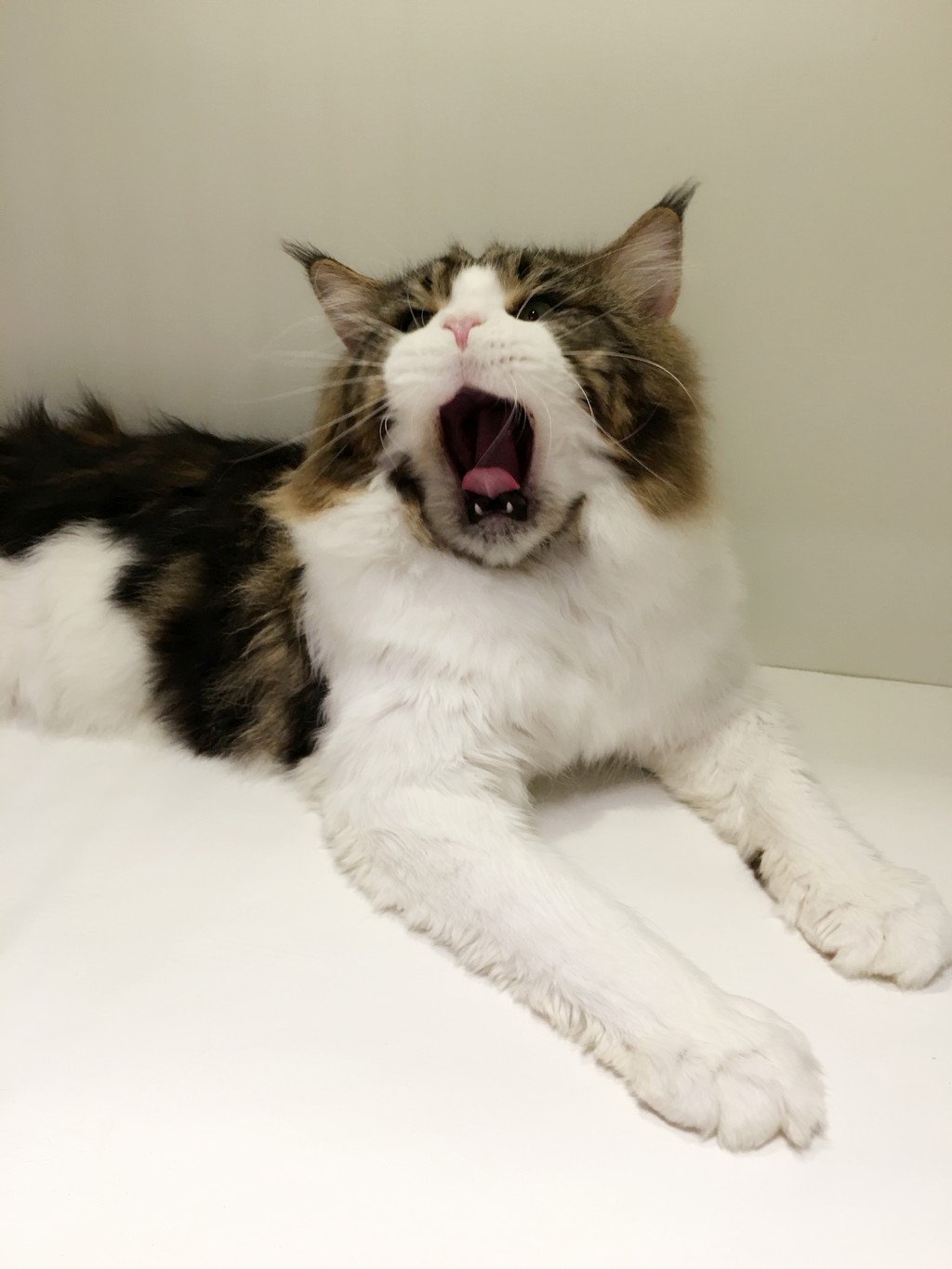 cat,facial expression,small to medium sized cats,cat like mammal